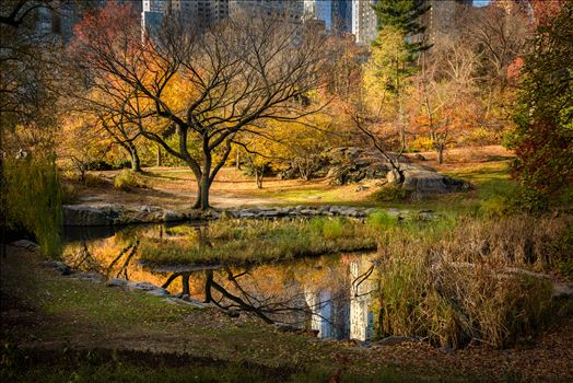 Central Park Autumn Reflections - 