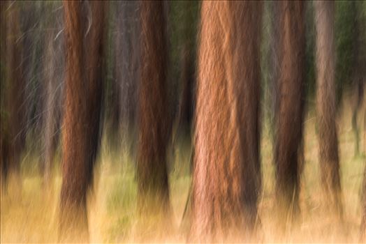 Pining - Pine trees in Tahoe using Intentional Camera Movement (ICM- purposeful movement of the camera while the shutter is open causing intentional blurring of your subject.) This is one of my favorite techniques for making dreamy abstracts.