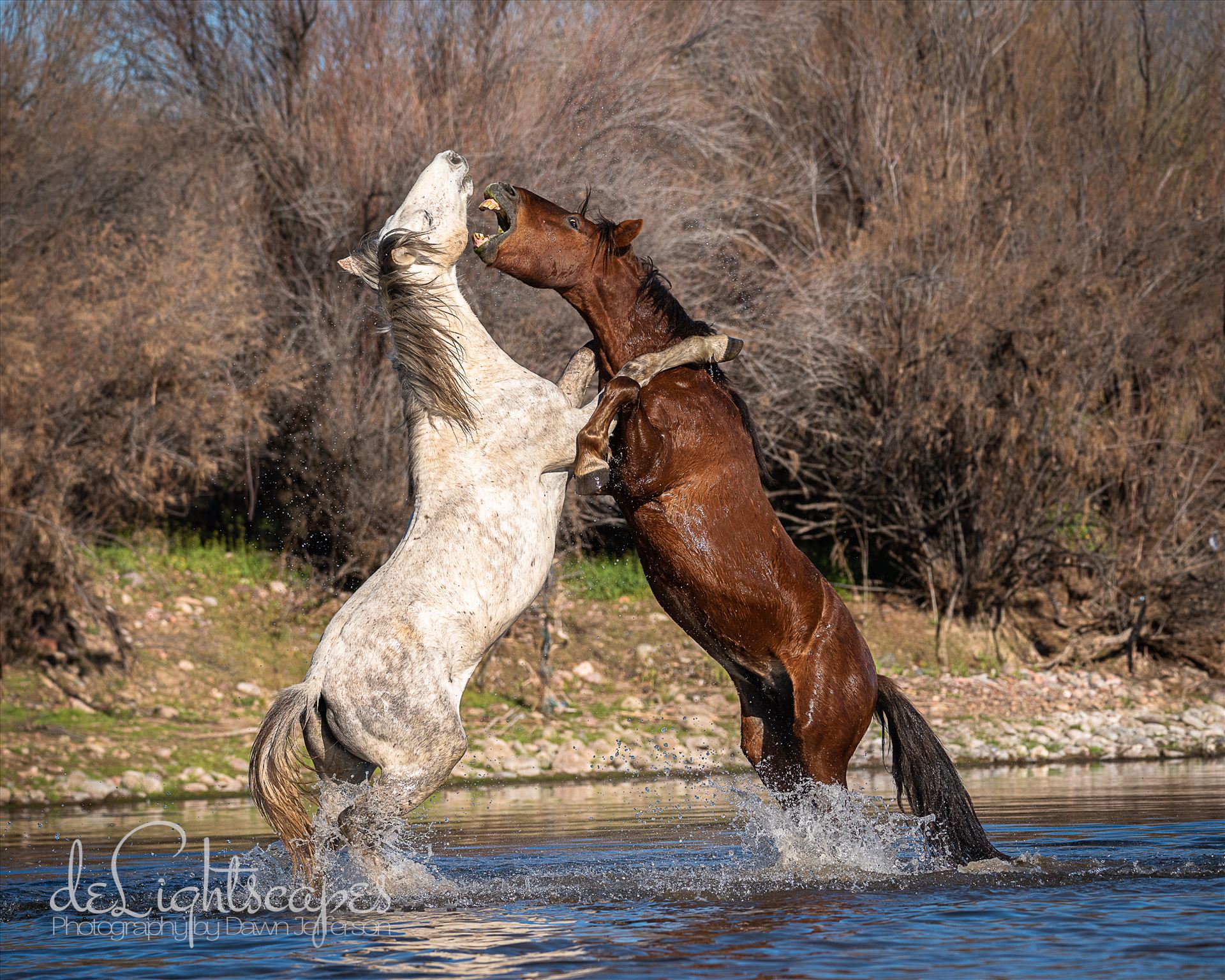 Hold Your Horses -  by Dawn Jefferson