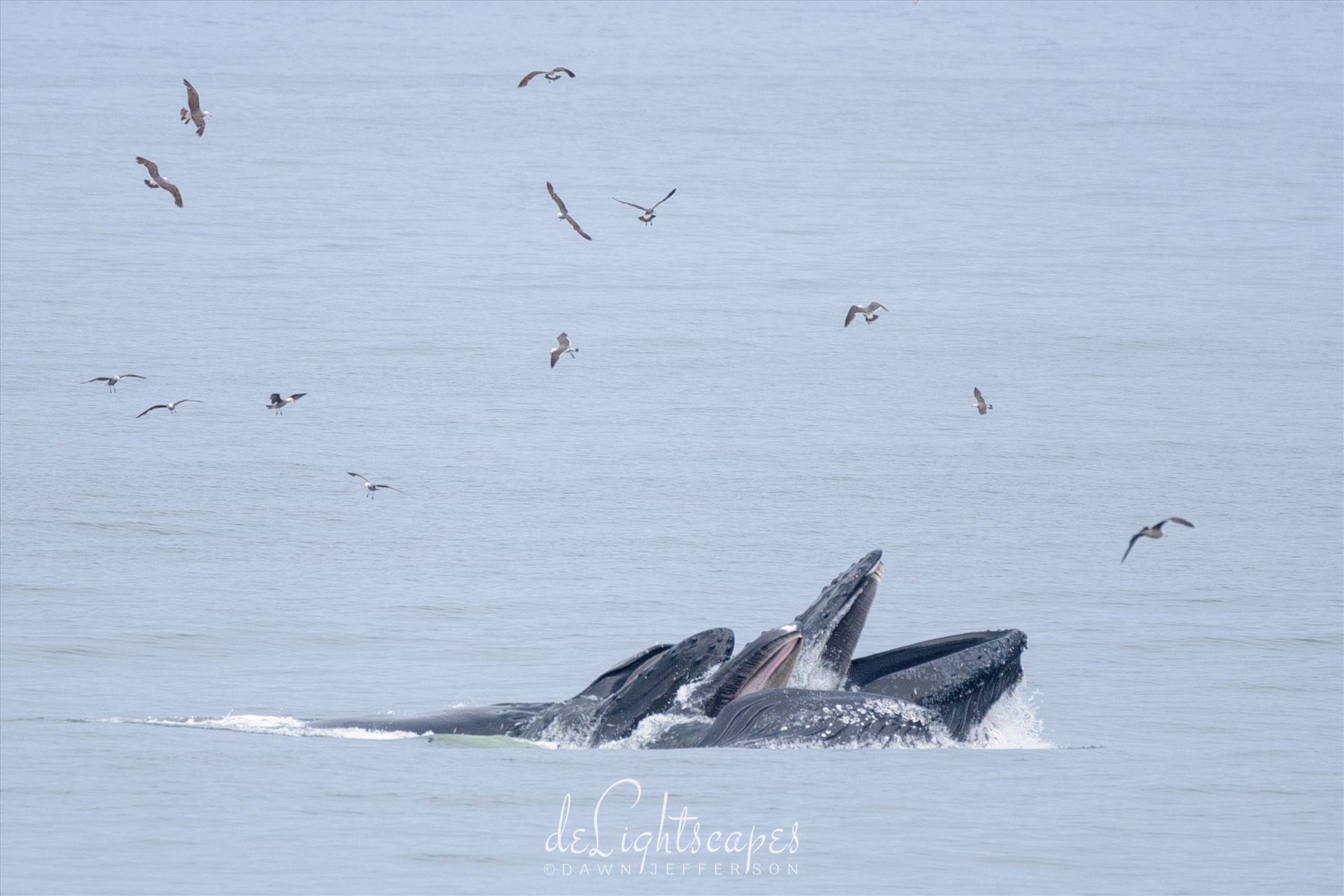 Humpback Whales Lunge Feeding 2 -  by Dawn Jefferson