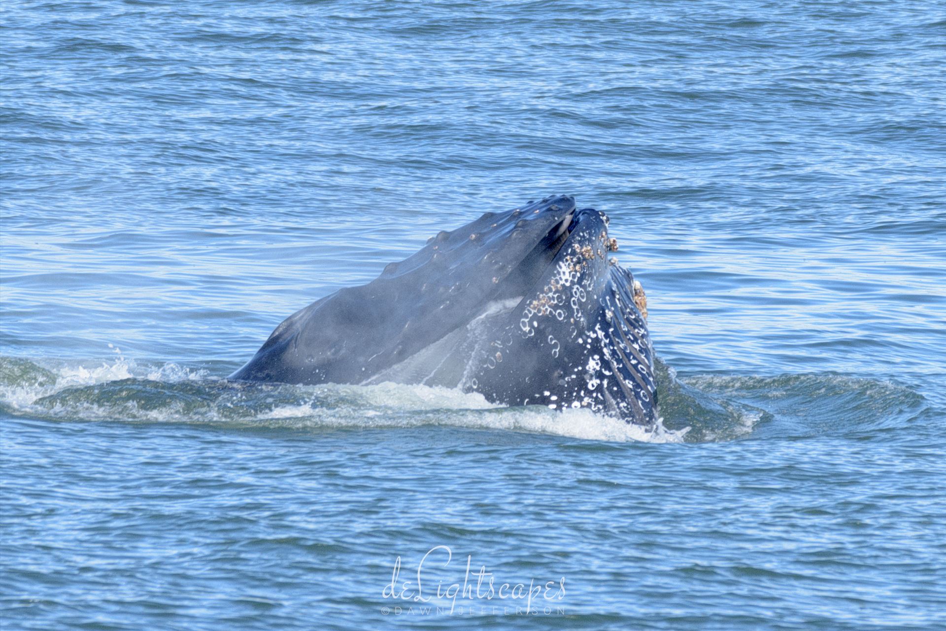 Humpback Whales Lunge Feeding 5 -  by Dawn Jefferson