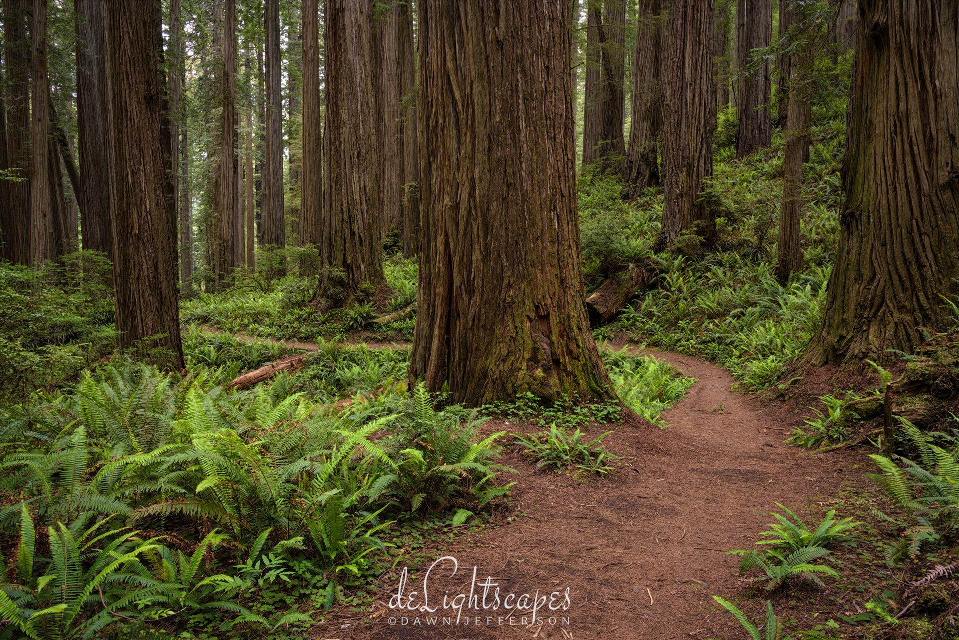 Curved Path Through the Redwoods -  by Dawn Jefferson