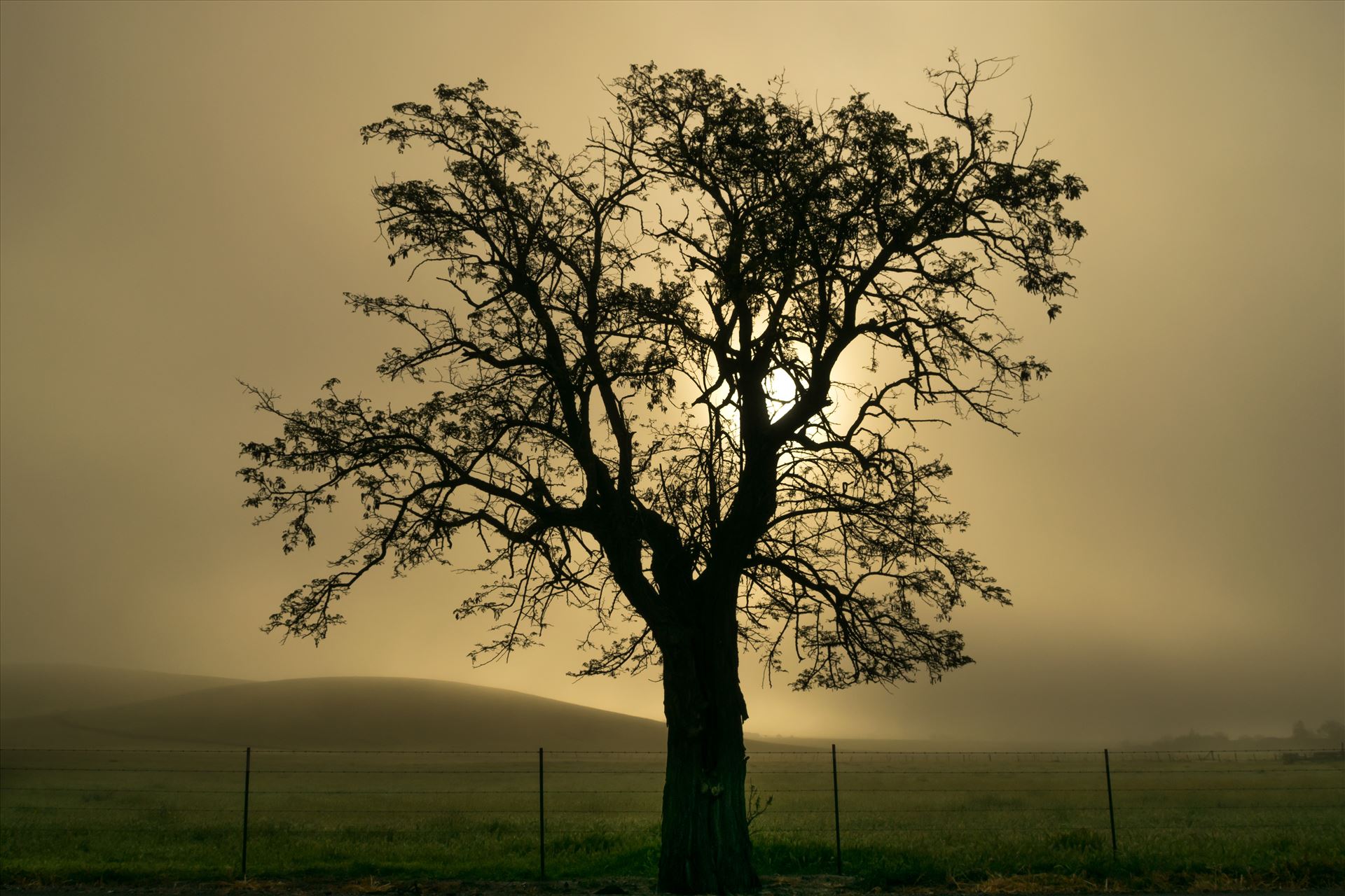 Oak Tree in Silhouette -  by Dawn Jefferson