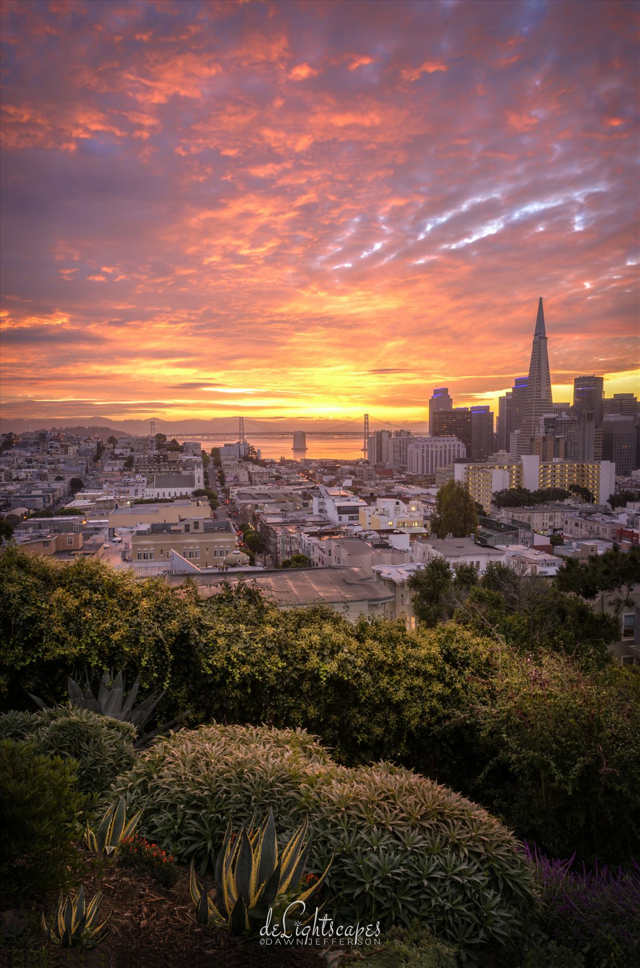 Sunrise At The Park San Francisco DeLightscapes