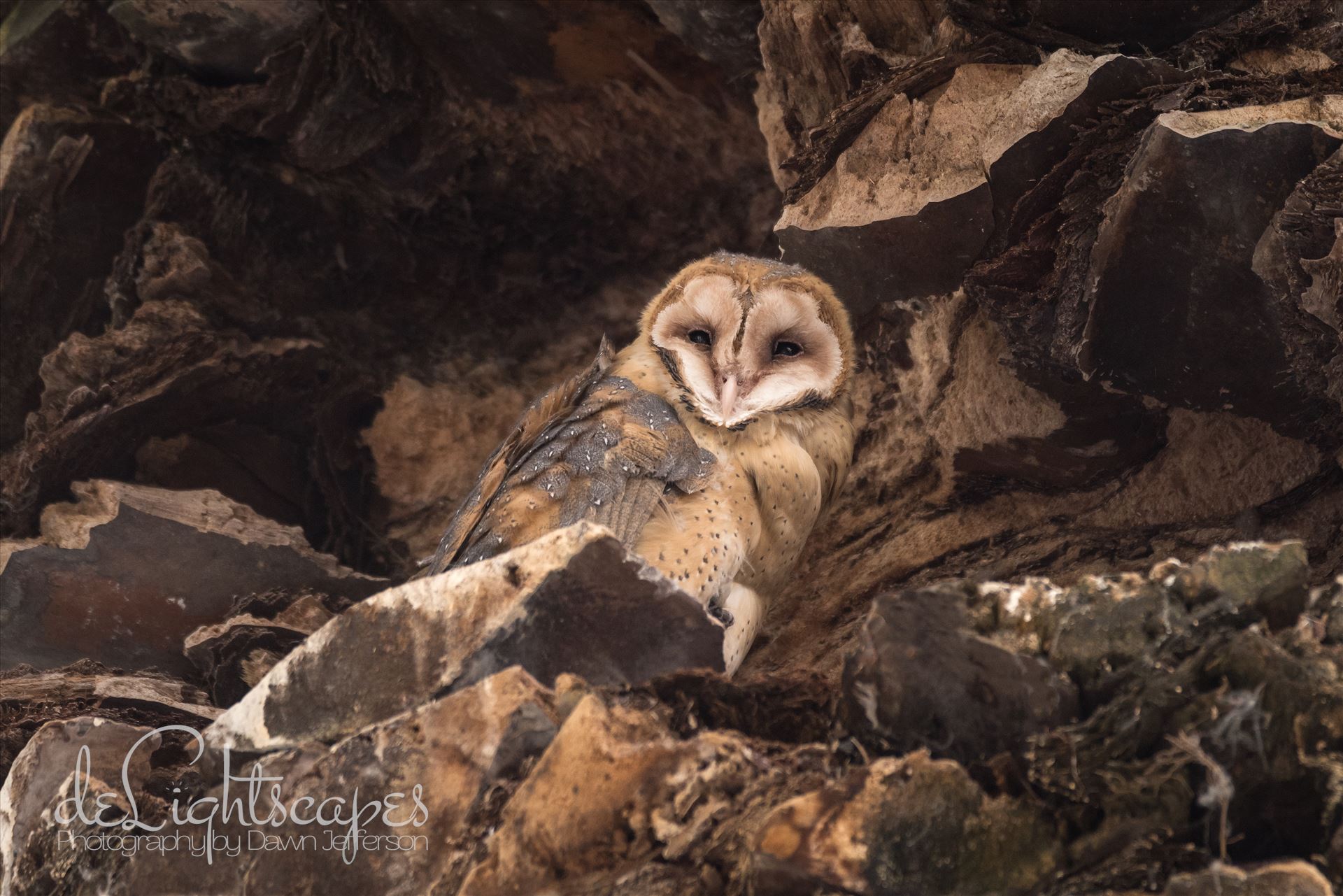 Barn Owl -  by Dawn Jefferson
