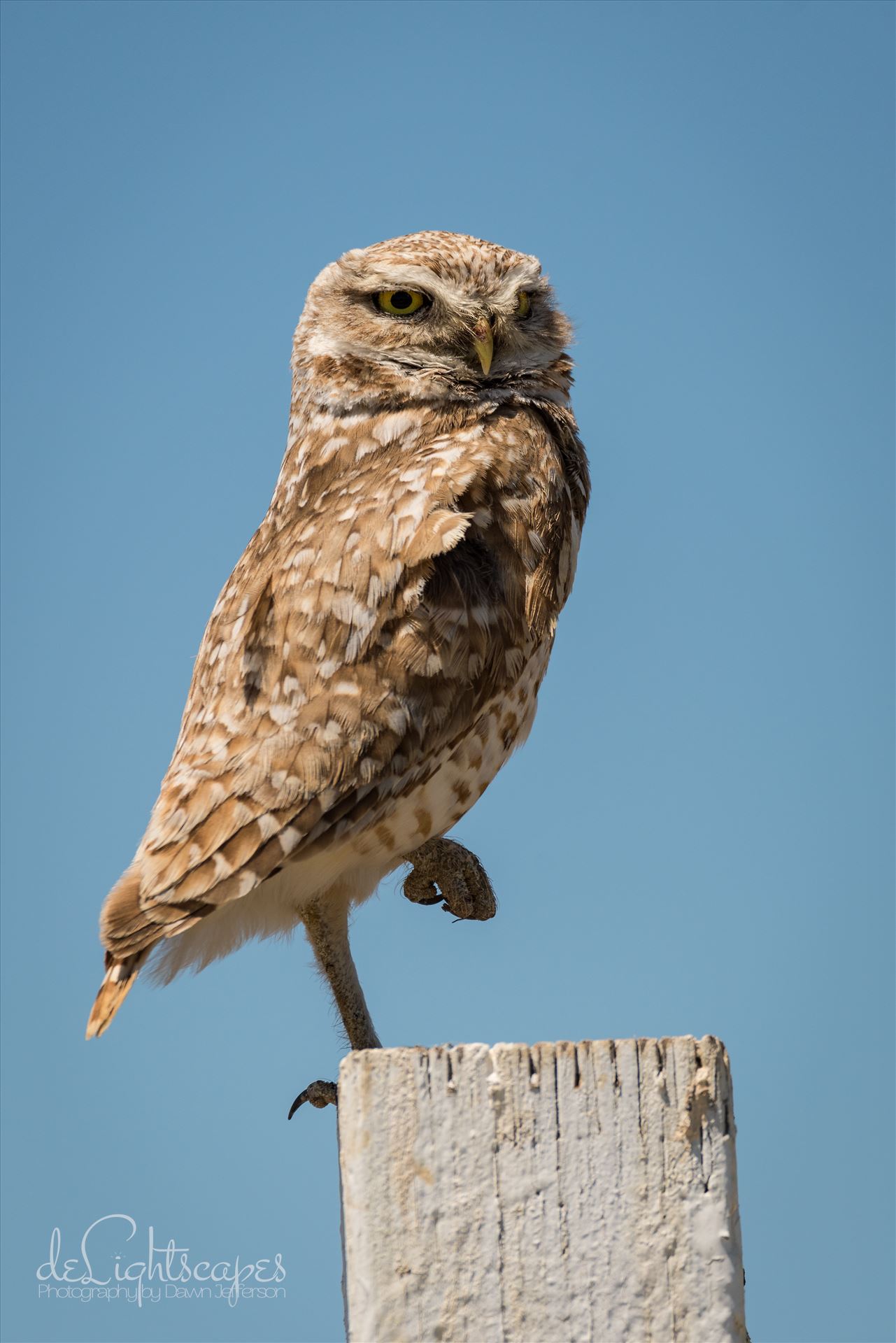 Burrowing Owl in Repose -  by Dawn Jefferson