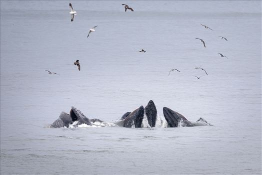 Humpback Whales Lunge Feeding 6 - 