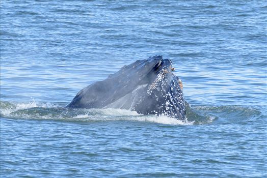 Humpback Whales Lunge Feeding 5 - 