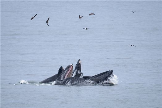 Humpback Whales Lunge Feeding 1 - 