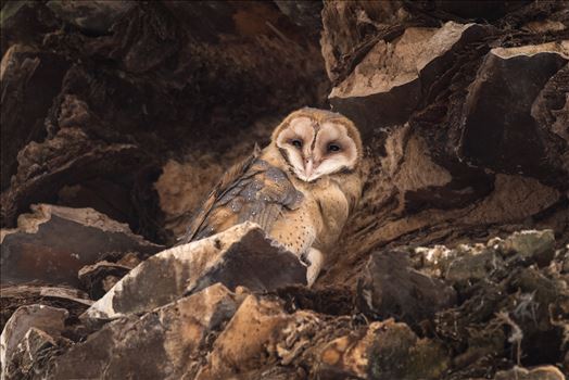 Barn Owl - 