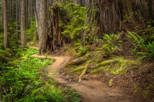 Redwood National Park - Giant ferns and goliath Redwood trees make Redwoods National Park a must visit place at least once in a lifetime.