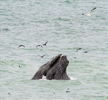 Humpback Whales Lunge Feeding 7 - 